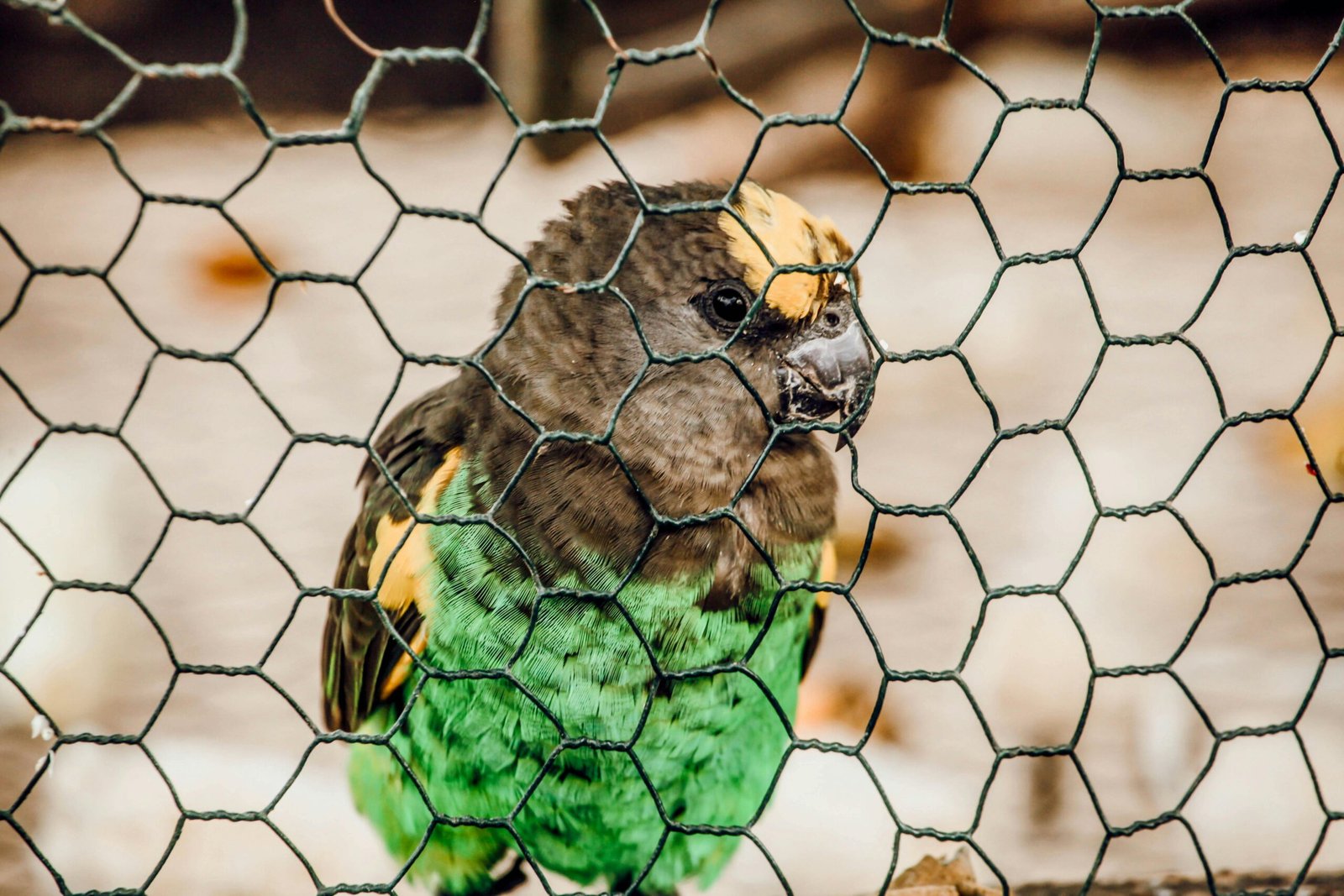 Los psitácidos ¡NO SON MASCOTAS!